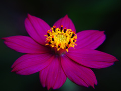 Cosmos caudatus