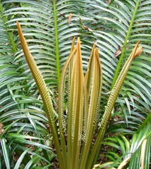 Cycas seemannii