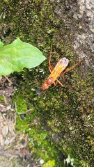 Sphictostethus nitidus