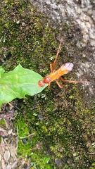Sphictostethus nitidus
