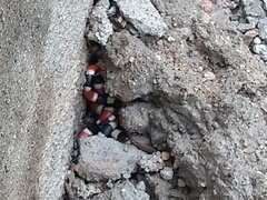 Micruroides euryxanthus