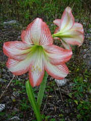 Hippeastrum reticulatum