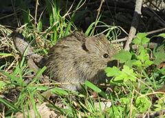 Sigmodon arizonae