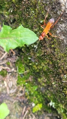 Sphictostethus nitidus