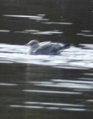 Larus brachyrhynchus