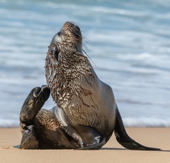 Arctocephalus