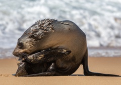 Arctocephalus