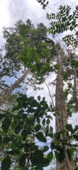 Diospyros sylvatica