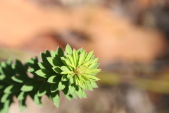 Pultenaea tuberculata