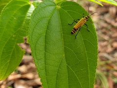 Chauliognathus flavipennis