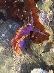 Flabellinopsis iodinea