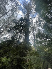 Eucalyptus regnans