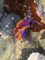 Flabellinopsis iodinea