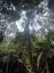 Eucalyptus regnans