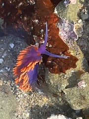 Flabellinopsis iodinea