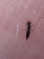 Macrophthalmothrips argus