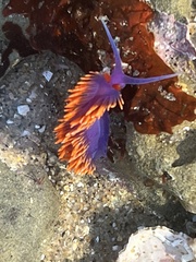 Flabellinopsis iodinea