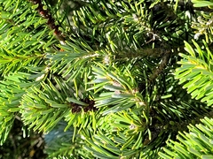 Abies koreana
