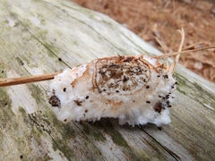 Fuscopostia fragilis