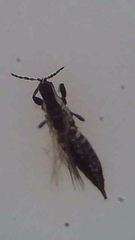 Macrophthalmothrips argus