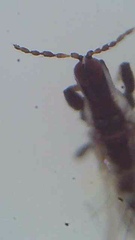 Macrophthalmothrips argus