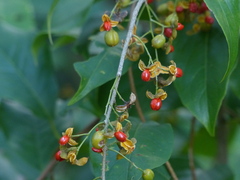 Celastrus paniculatus