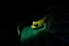 Boana rufitela