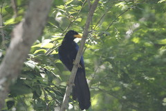 Cyanocorax beecheii