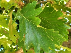 Quercus dentata
