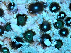 Zoanthus sansibaricus