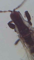 Macrophthalmothrips argus