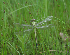 Ophiogomphus obscurus