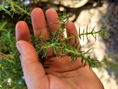 Acacia verticillata