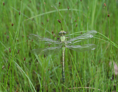 Ophiogomphus obscurus