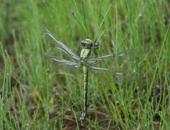 Ophiogomphus obscurus