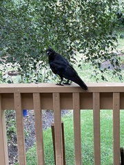 Corvus coronoides coronoides