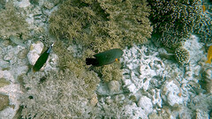 Neoglyphidodon crossi