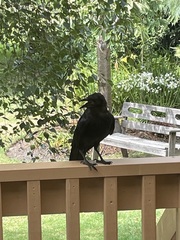 Corvus coronoides coronoides