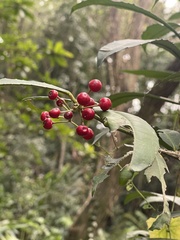 Ardisia cornudentata morrisonensis