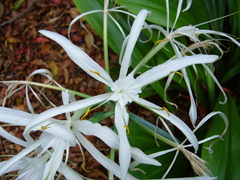 Hymenocallis littoralis