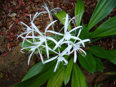 Hymenocallis littoralis