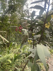 Ardisia cornudentata morrisonensis
