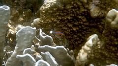 Neoglyphidodon crossi