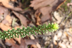 Pultenaea tuberculata