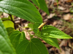 Chauliognathus flavipennis