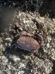 Cycloxanthops novemdentatus