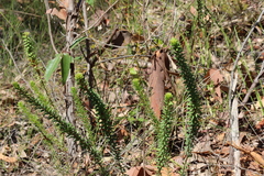Pultenaea tuberculata