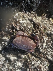 Cycloxanthops novemdentatus