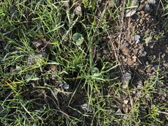 Lupinus microcarpus