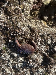 Cycloxanthops novemdentatus